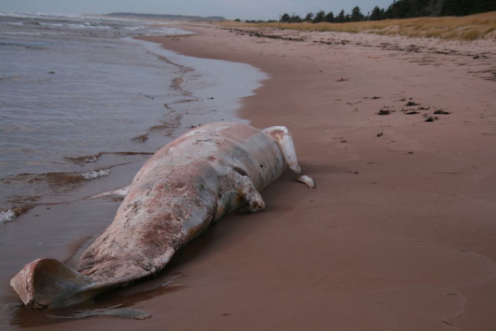 Por qué las ballenas varan en las playas? | Explora | Univision